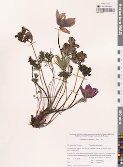 MAG 0024427