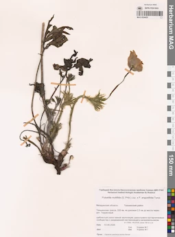 MAG 0024429