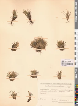 MAG 0024454