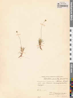 MAG 0024464