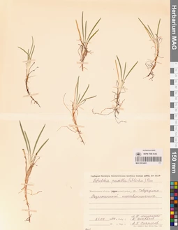 MAG 0024465
