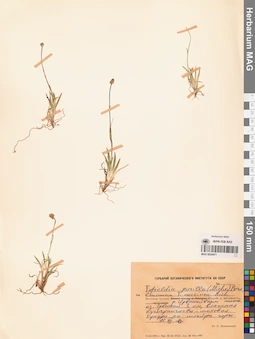 MAG 0024471