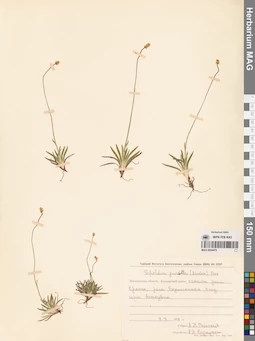 MAG 0024475