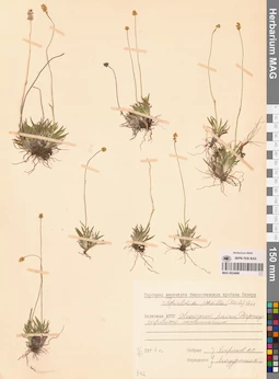MAG 0024886