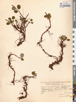 MAG 0024908