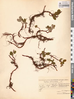 MAG 0024909