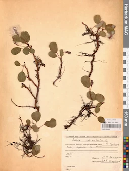 MAG 0024910
