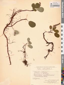 MAG 0024911