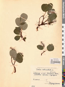 MAG 0024913
