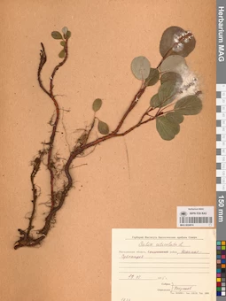 MAG 0024914