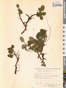 MAG 0024917