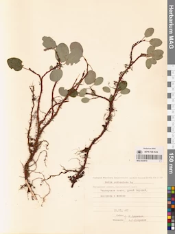 MAG 0024918