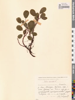 MAG 0024919