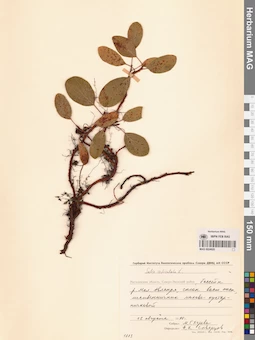 MAG 0024920