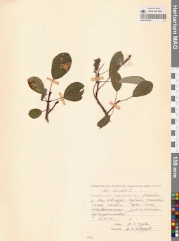 MAG 0024921