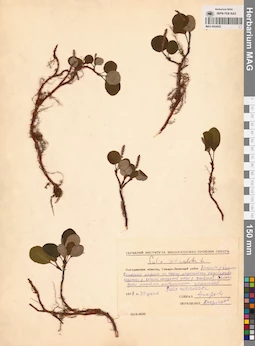 MAG 0024922