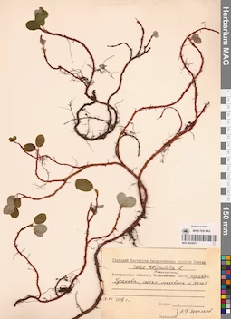 MAG 0024927