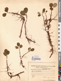 MAG 0024929