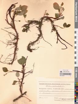 MAG 0024931