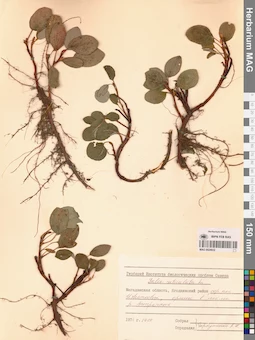MAG 0024932