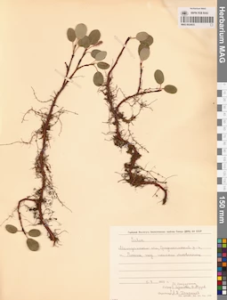 MAG 0024933