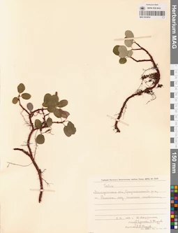 MAG 0024934