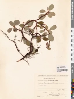MAG 0024935