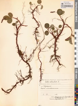 MAG 0024936