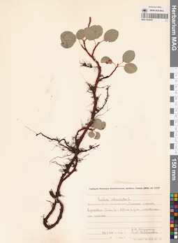 MAG 0024939