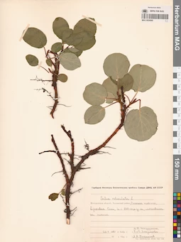 MAG 0024940
