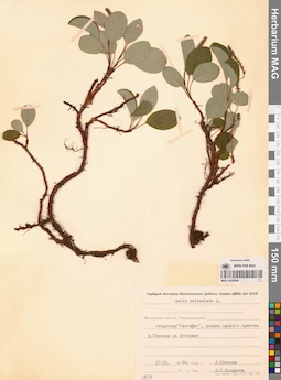 MAG 0024948