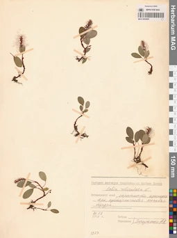 MAG 0024955