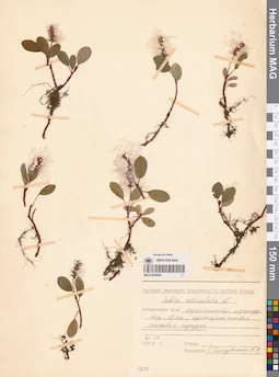 MAG 0024956