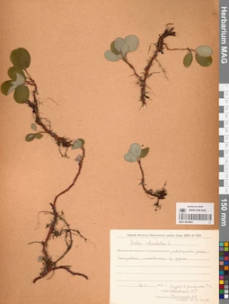 MAG 0024963