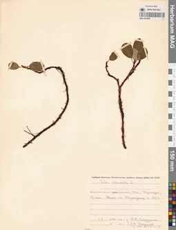 MAG 0024968