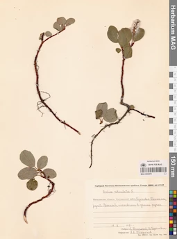 MAG 0024978