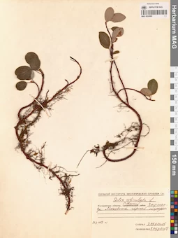MAG 0024980
