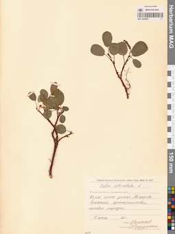 MAG 0024993