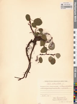 MAG 0024996