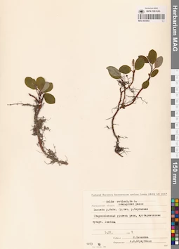 MAG 0025002