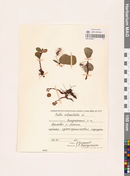 MAG 0025005