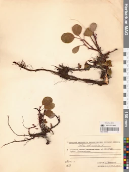 MAG 0025008