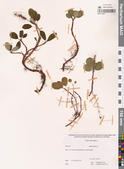 MAG 0025017
