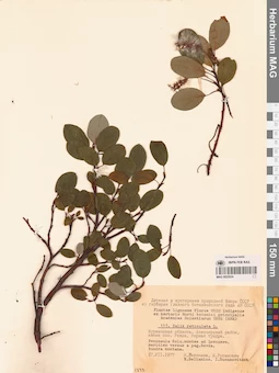MAG 0025024
