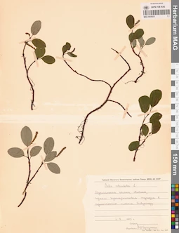 MAG 0025025